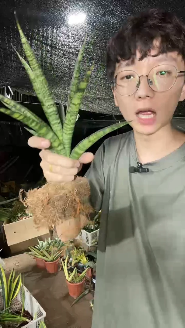 西欧兰裸根15.8.