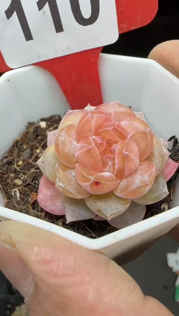 【闪购商品】一物一拍0213—110