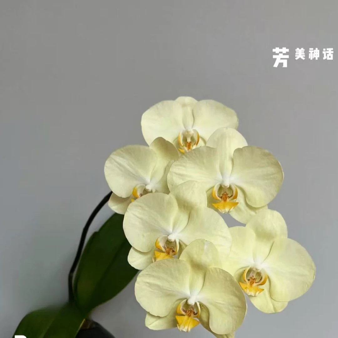 【芳美神话】精品蝴蝶兰花室内阳台办公室高端花卉绿植盆栽年宵花