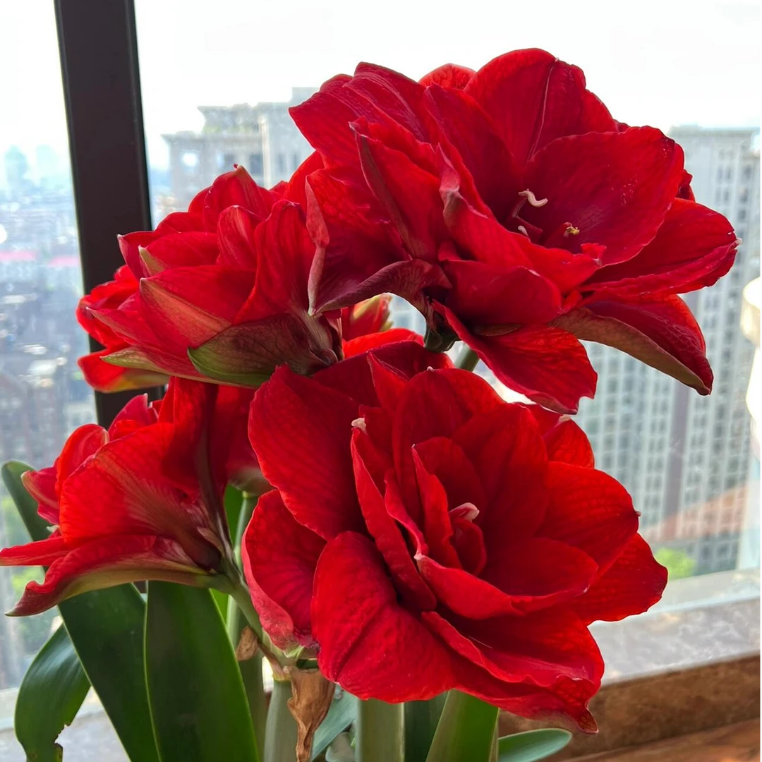 百萌樱桃妮芙重瓣朱顶红种球