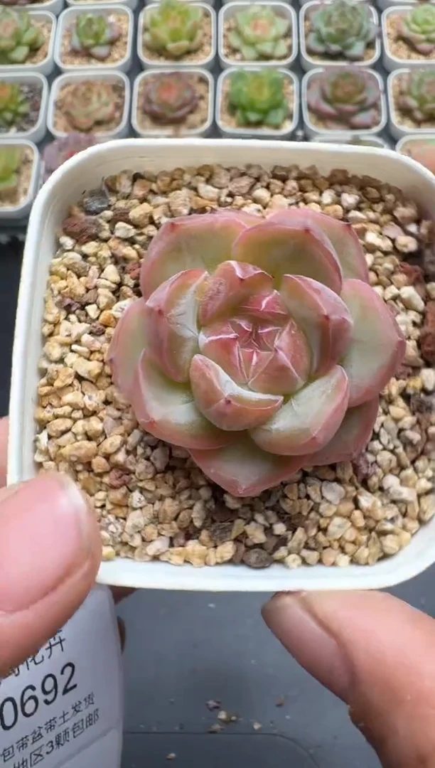 691E云禹多肉植物 带盆土纸巾打包 3颗包邮