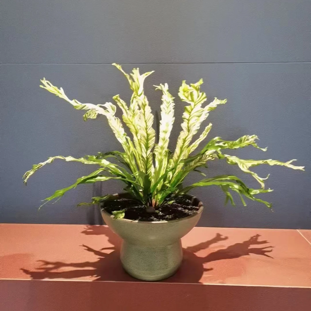 （白月光鸟巢蕨）室内好养耐阴观叶型绿植盆栽