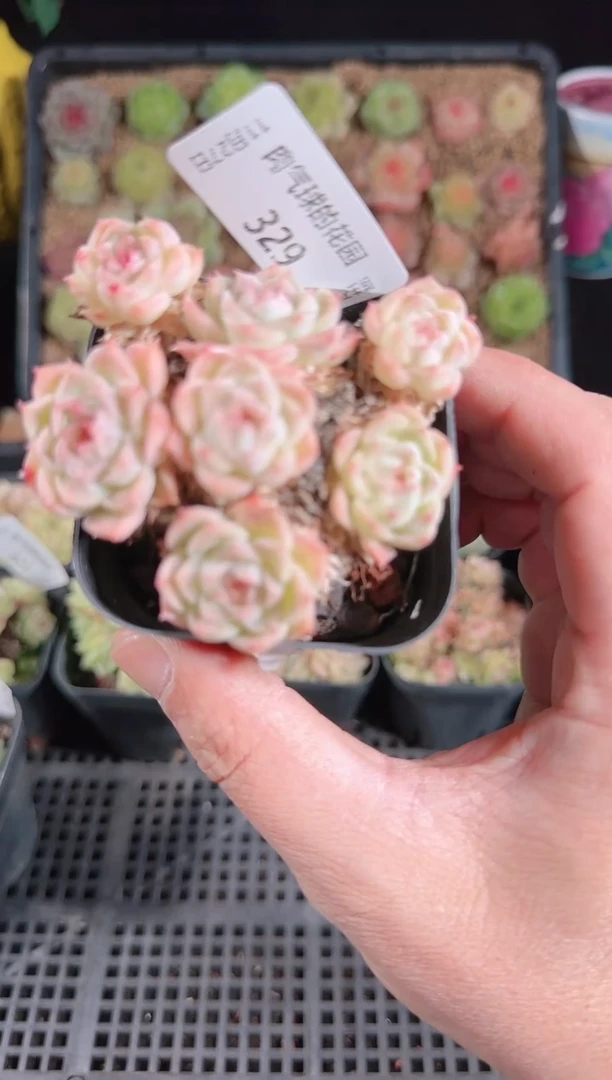 1127-329群生不包整