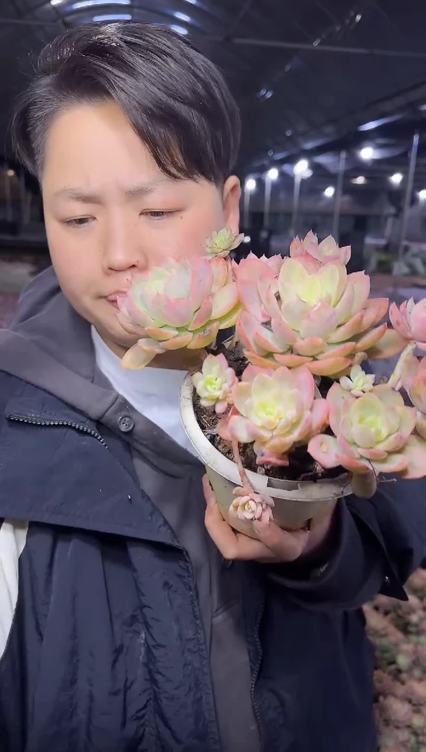 白盆丝绸面纱 3.88