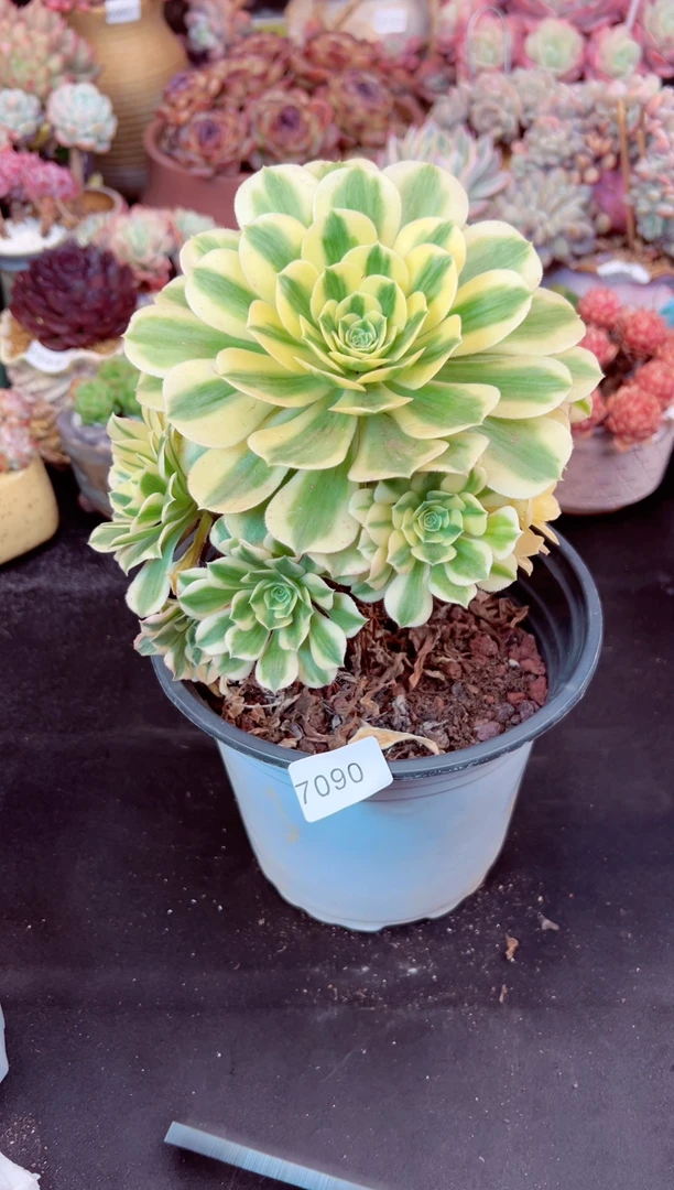 【闪购商品】7090迈巴赫法师多肉