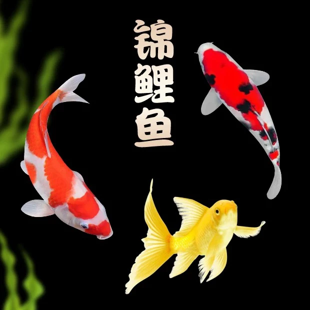 日德系精品锦鲤鱼13-16公分 10尾 皮实好养温顺活体 全国包邮包损