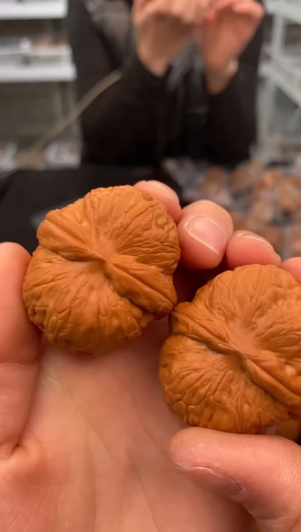 【闪购商品】文玩核桃把件元宝39-t704