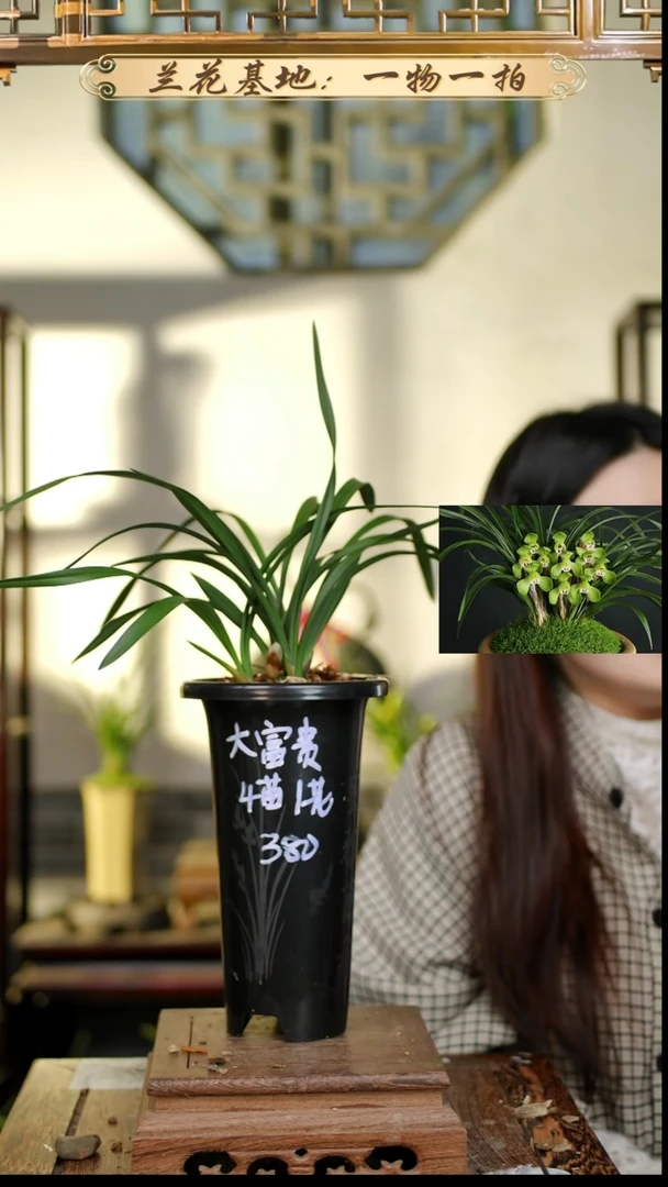 完全开放春兰大富贵4苗3花苞