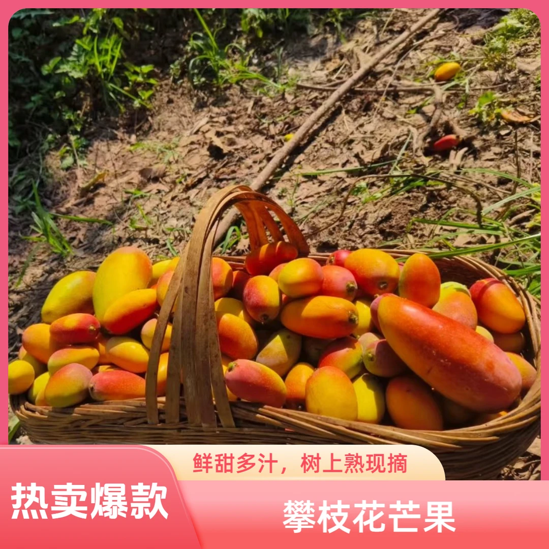 【树上熟 顺丰包邮】攀枝花小贵妃芒果3斤/5斤8斤树上自然成熟现摘现发香甜多汁核薄爆汁果园直发四川省
