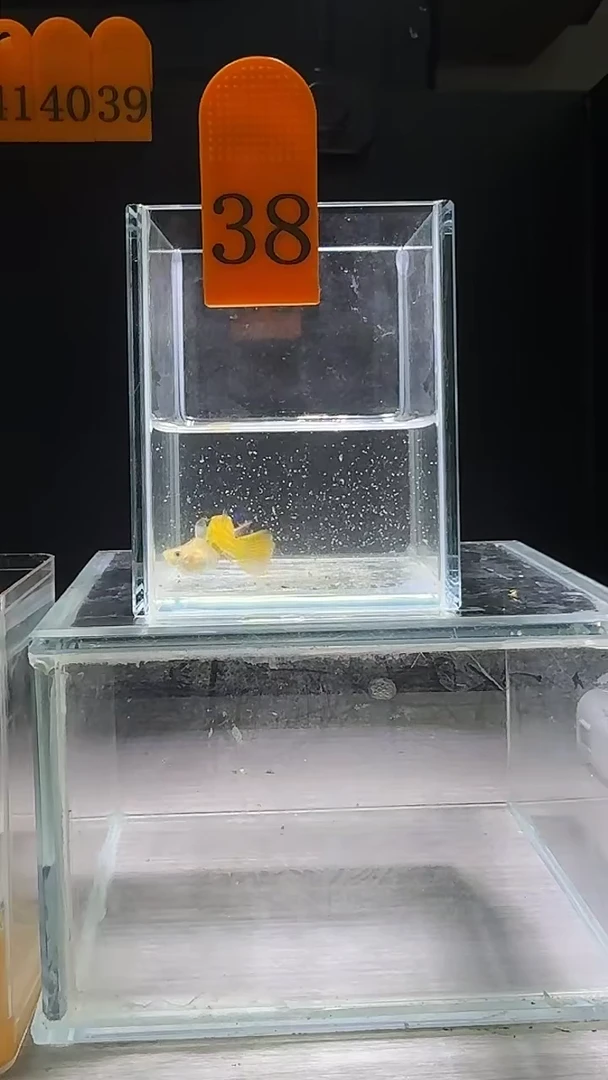 孔雀鱼黄龙球C体编号38
