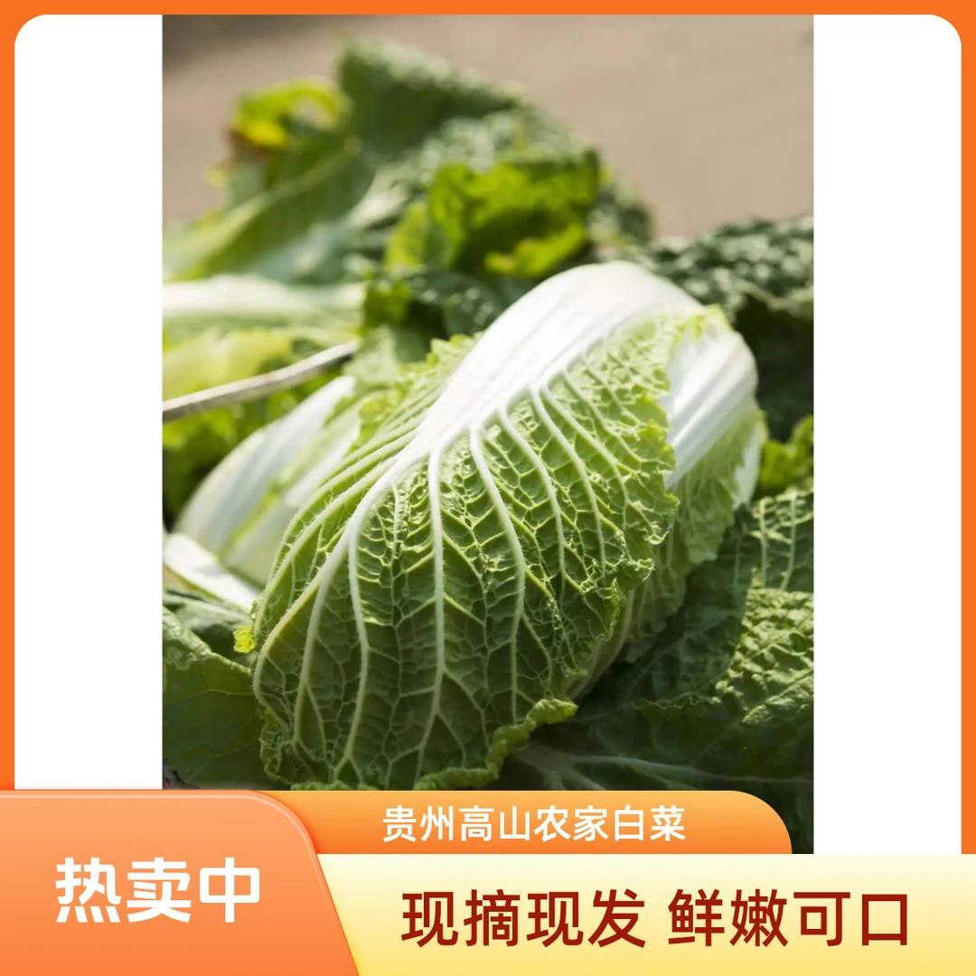 贵州高山农家白菜现砍先发