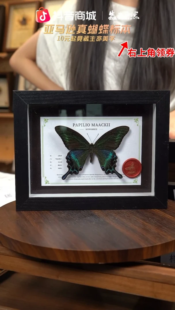 绿带翠凤蝶夏型8寸黑框国风版