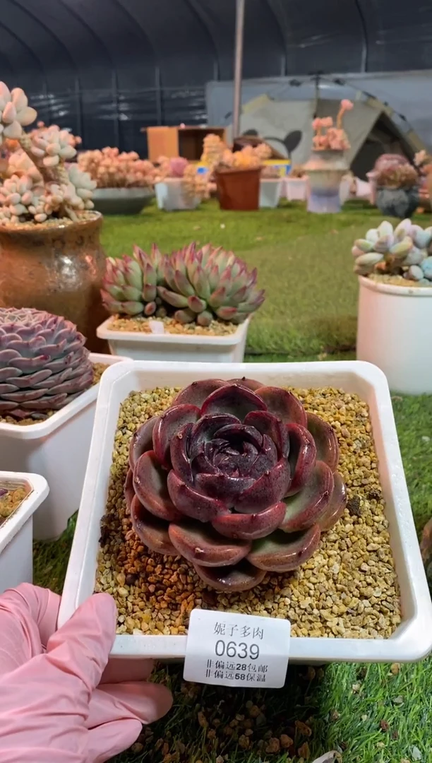 【闪购商品】0639a