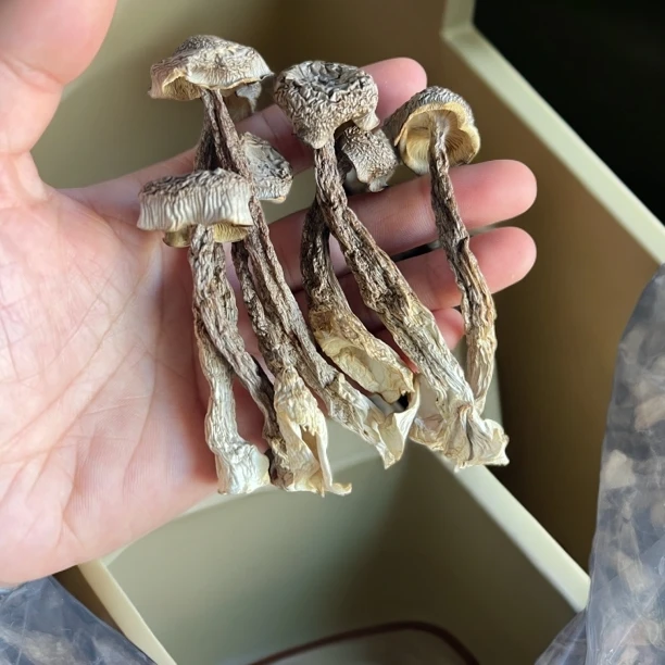 鹿茸菇干货鹿茸菌250g-500g包邮脆脆菇新鲜土特产煲汤食材香菇