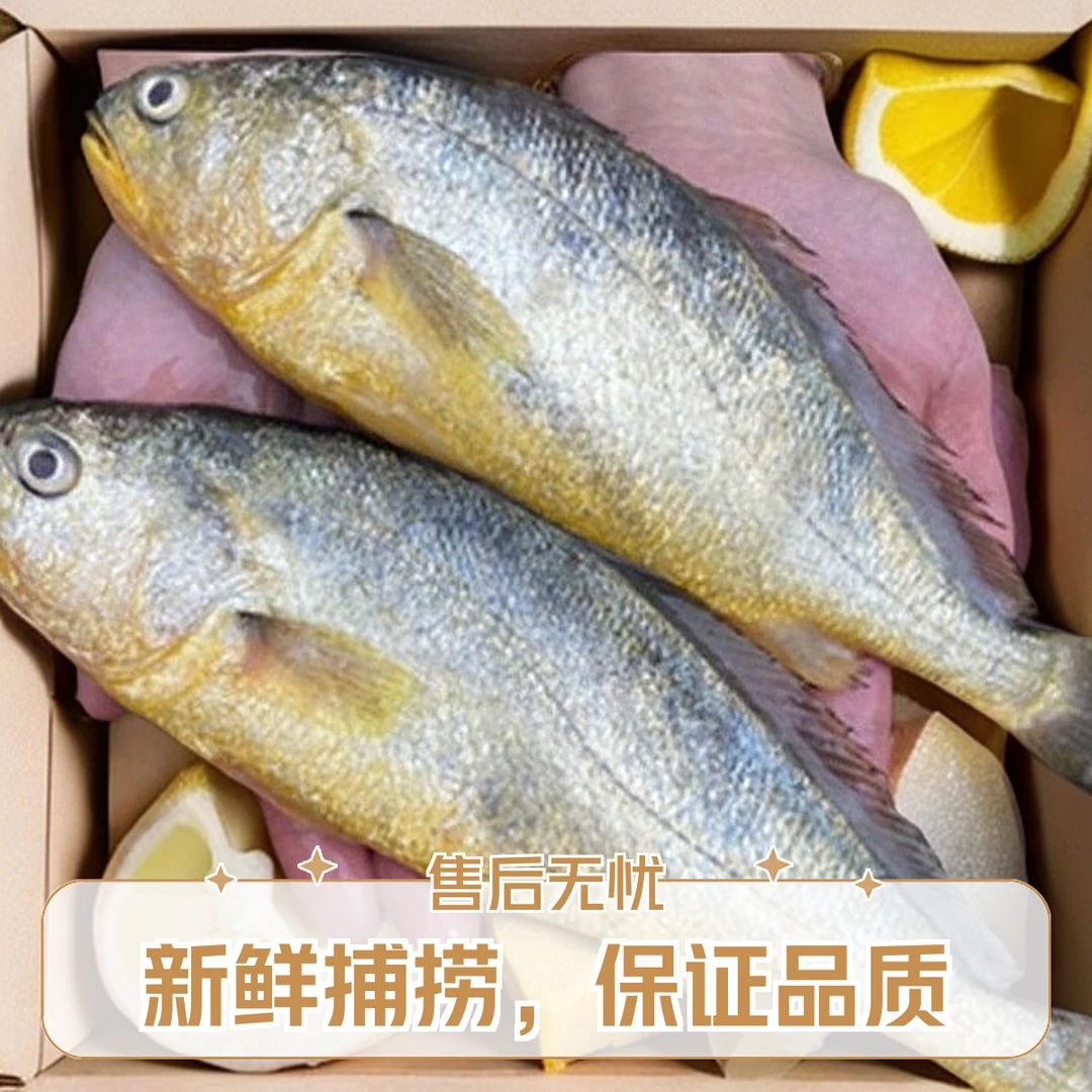 免除理  黄花鱼新鲜冷冻生鲜深海鱼黄鱼鲞