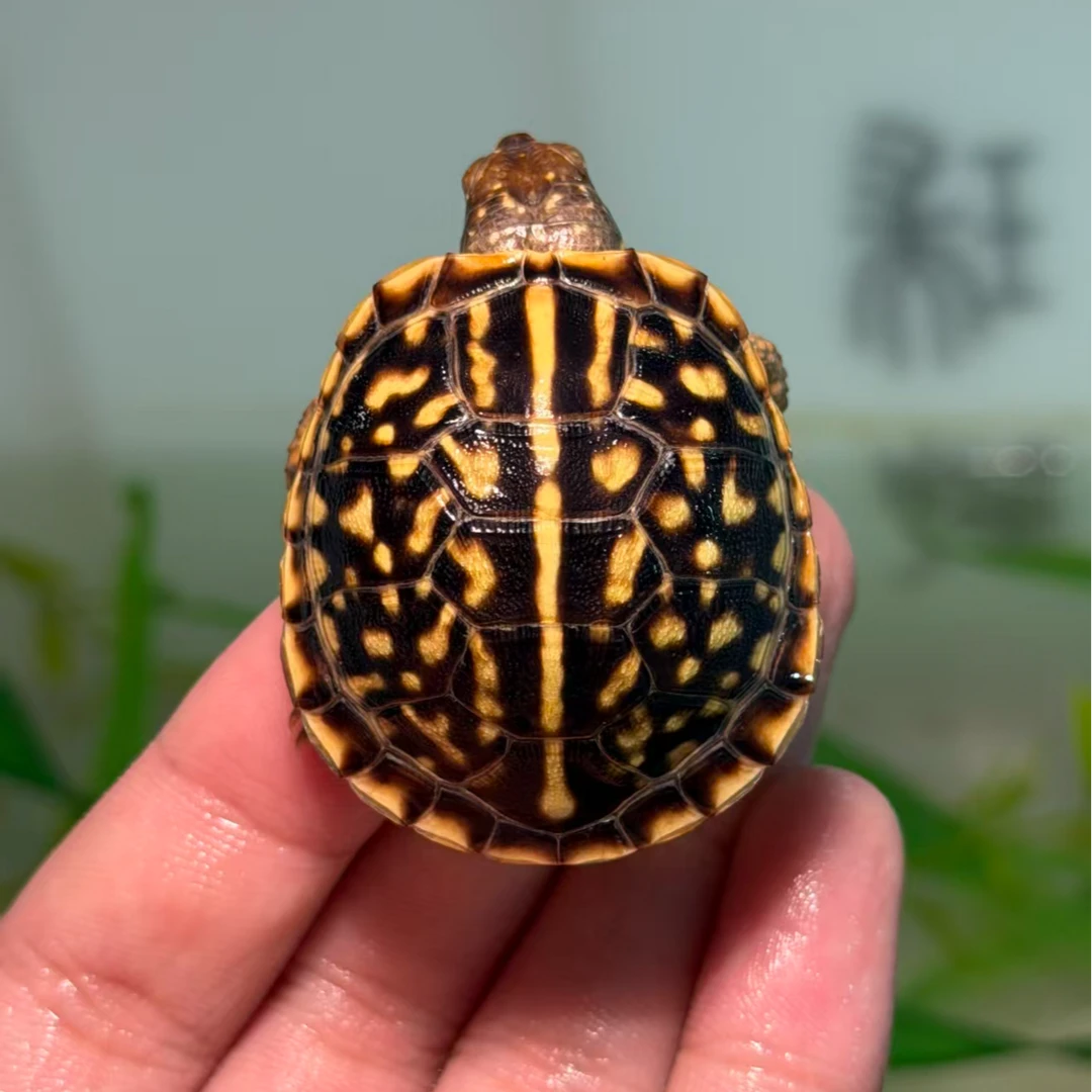 J-10【顺丰包邮】一龟一卡人工合法养殖全品锦箱苗宠物观赏乌龟