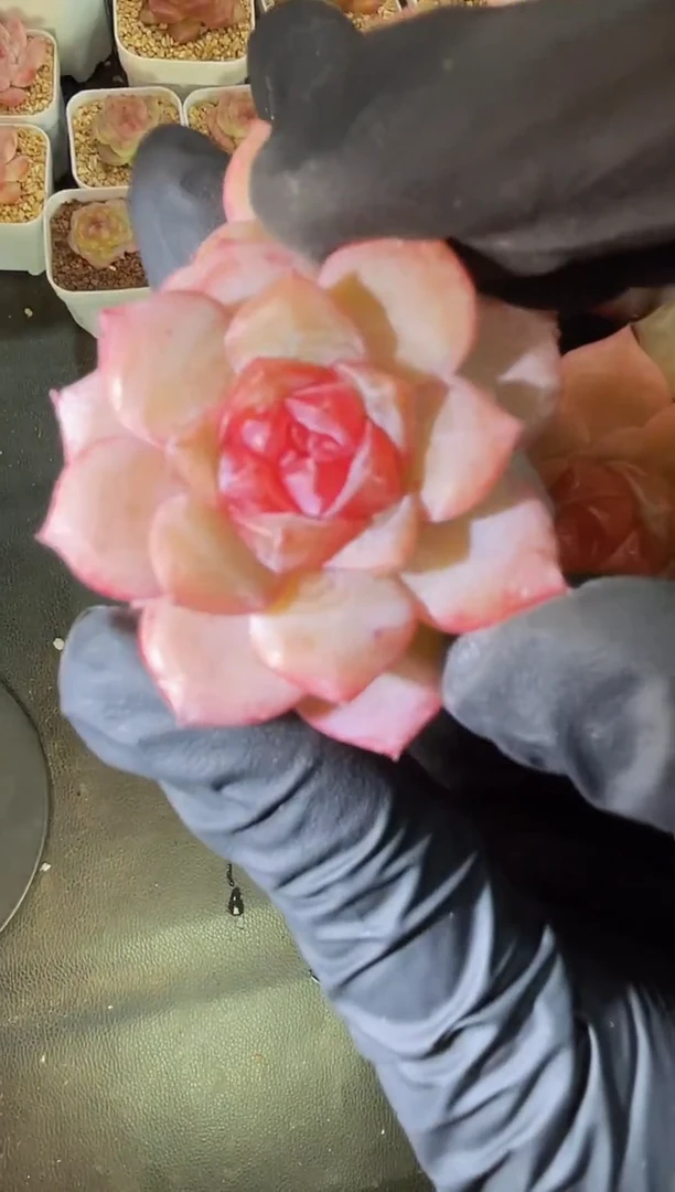 闪购1966  勾玉 多肉一颗 2-3厘米