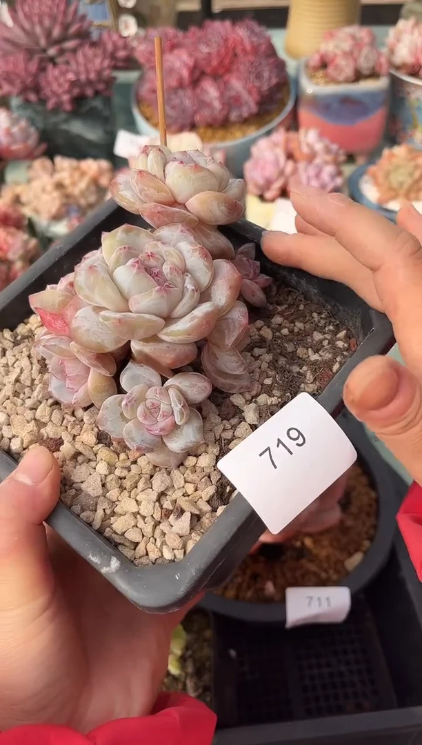 719群生星影多肉