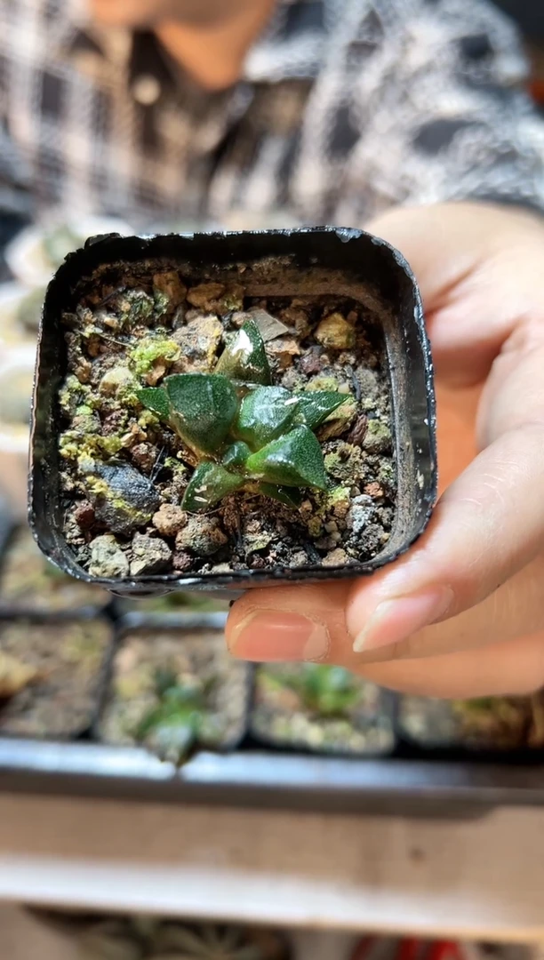 【闪购商品】实生连山2.8公分叶展