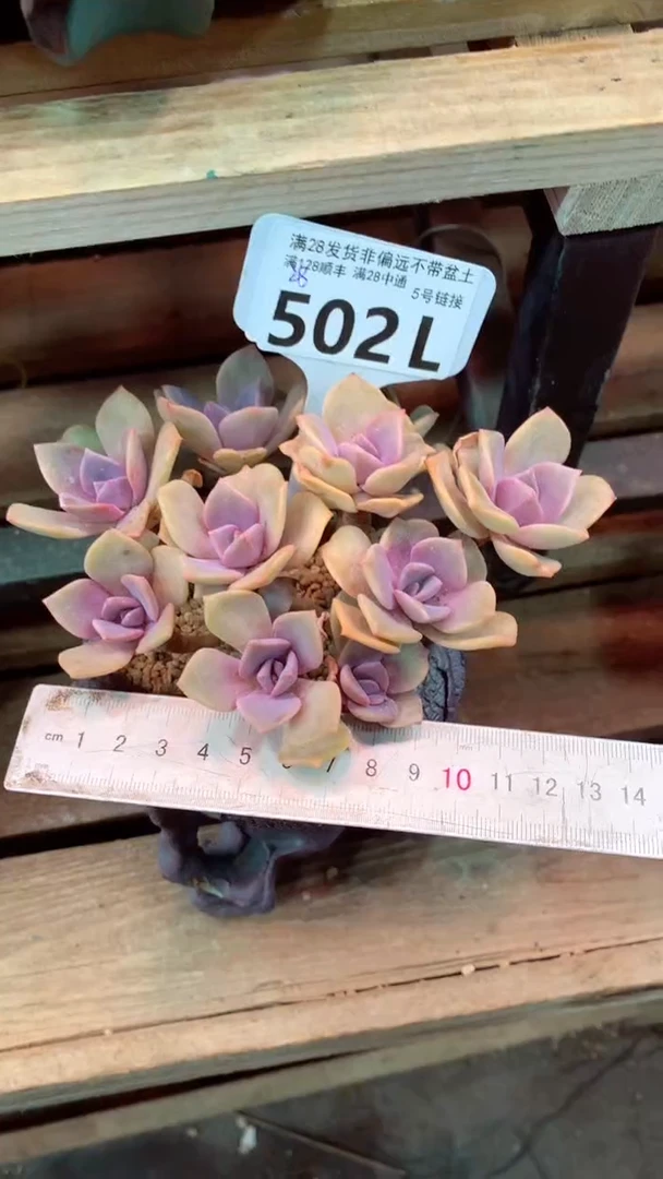 502L（一物一拍，精品多肉，所见即所得 ）