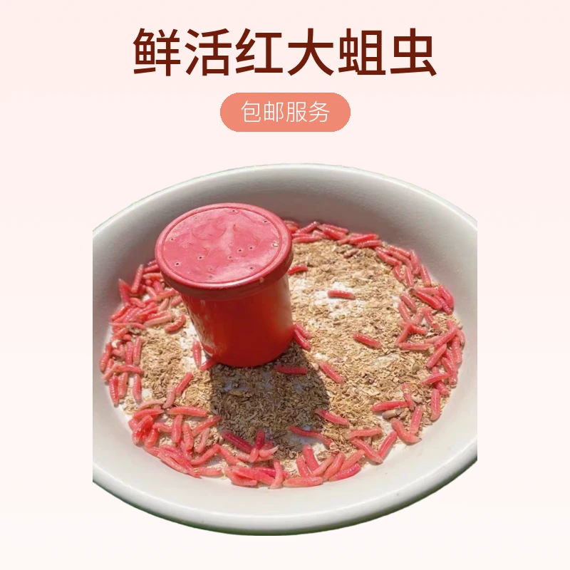 溪流综合钓饵鲜活红大蛆虫活饵肉蛆虫鲫鱼野钓红蛆虫包邮红虫活饵
