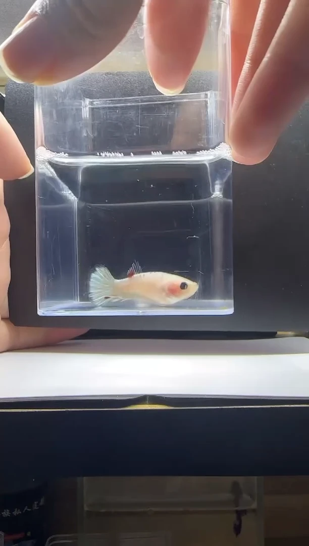 斗鱼精品母鱼编号3