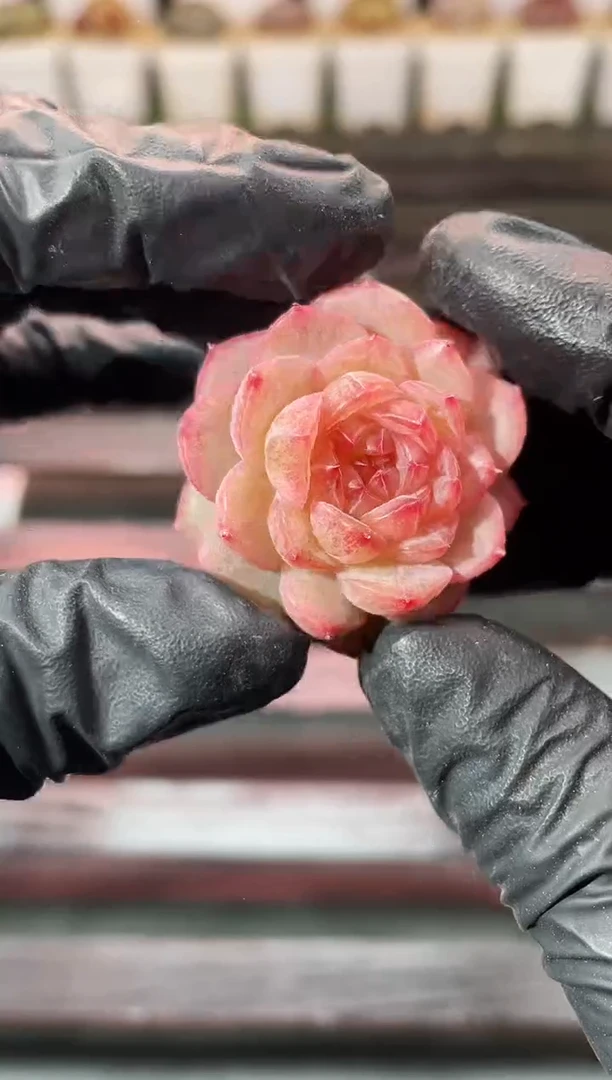 8-72 万花筒2-3厘米 量拍发一颗