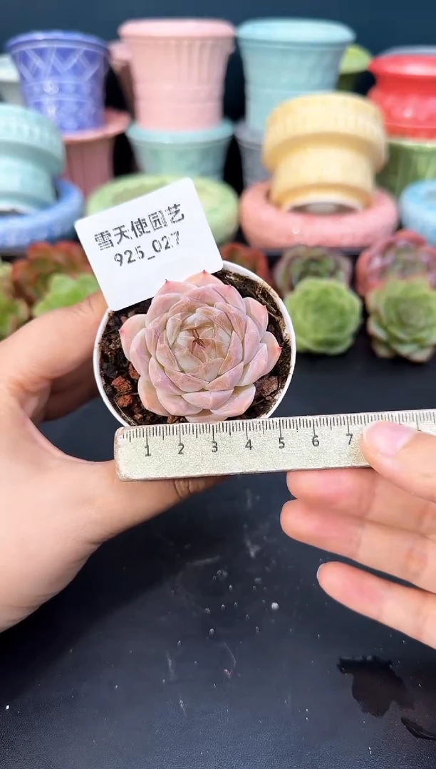 925-027梦瑶（冠幅5cm）