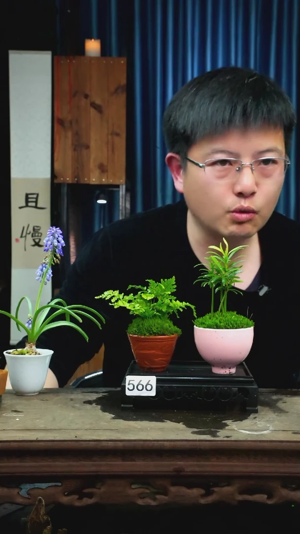 【闪购商品】苔藓微景观566号