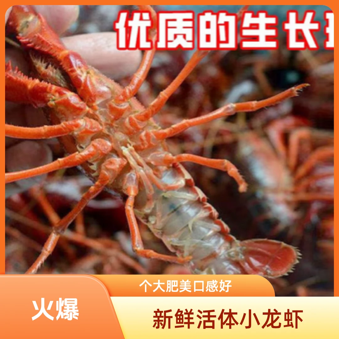 本地小青1斤（去头去虾线）