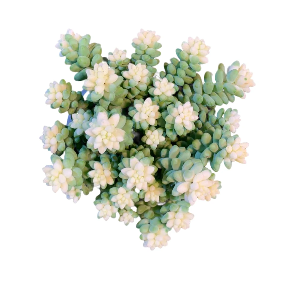 【雪花玉坠】带盆土发 室内养殖多肉 百荟多肉（2单包邮）