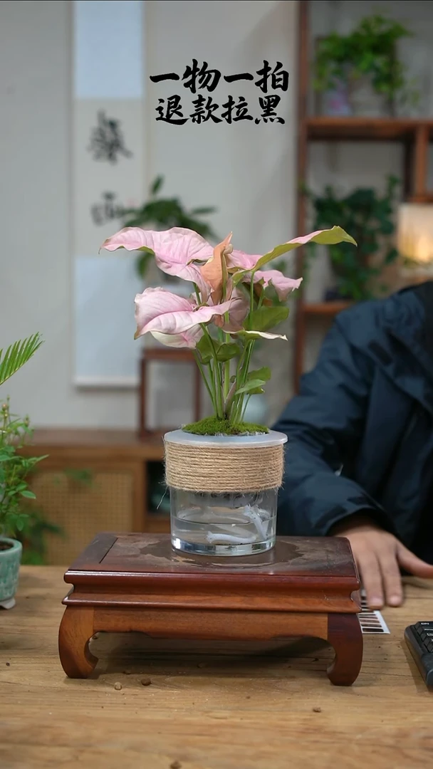 完全开放顺***呀红粉佳人466