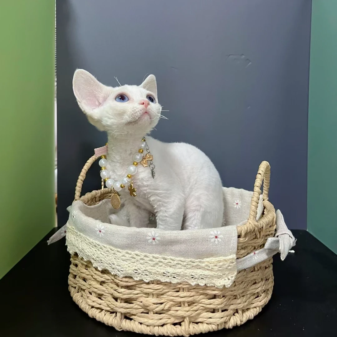 （小冰家）T猫咪活体