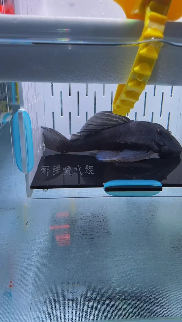 清道夫9+入缸不包损137