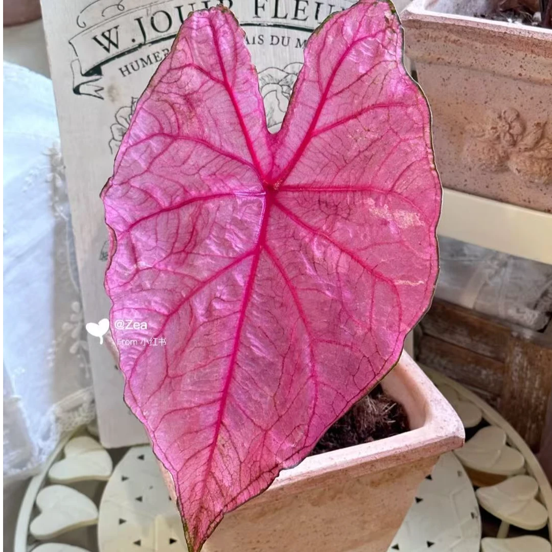 【安妮一物一拍】大棵大种球