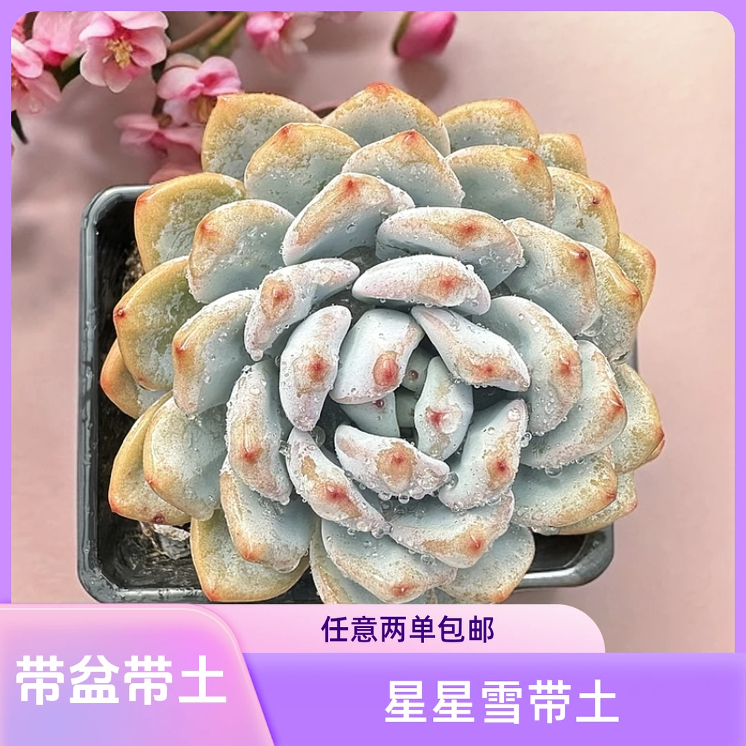 星星雪 买一送二好看好养带盆土（实物以直播间为准任意两单包邮）