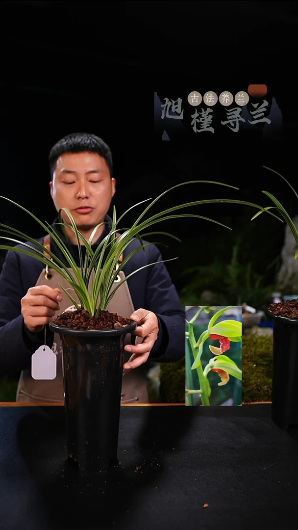 全部花苞用****8蕙兰夕颜带花苞（一物一拍）