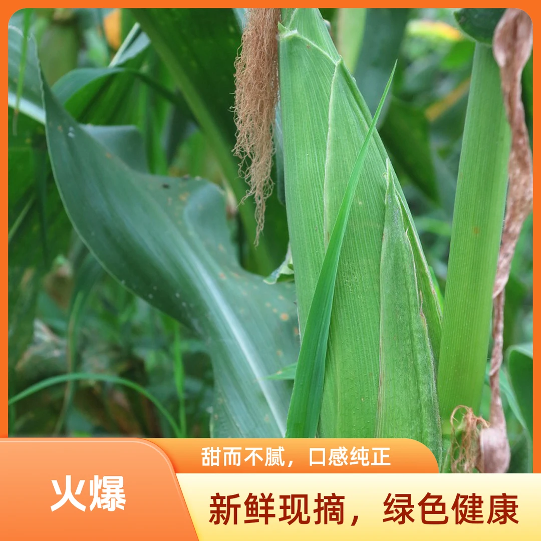 8根装  本地老式笨玉米（现摘现发）新鲜北京市