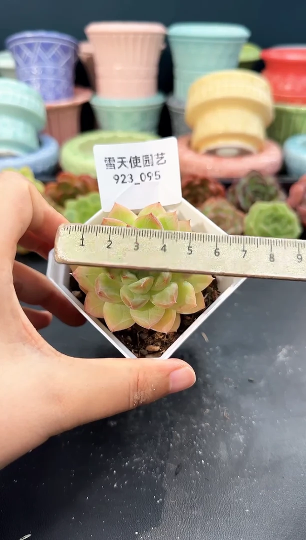 923-095青山（冠幅6cm）