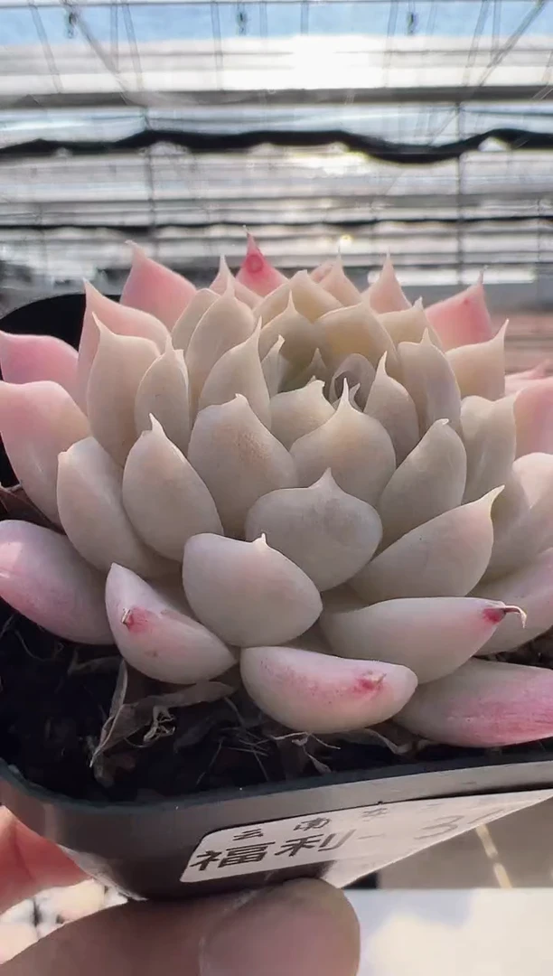 【闪购商品】福利款-34