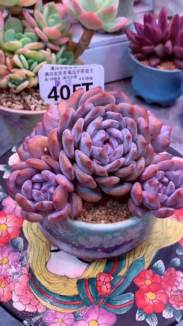 405T  模特区 星影