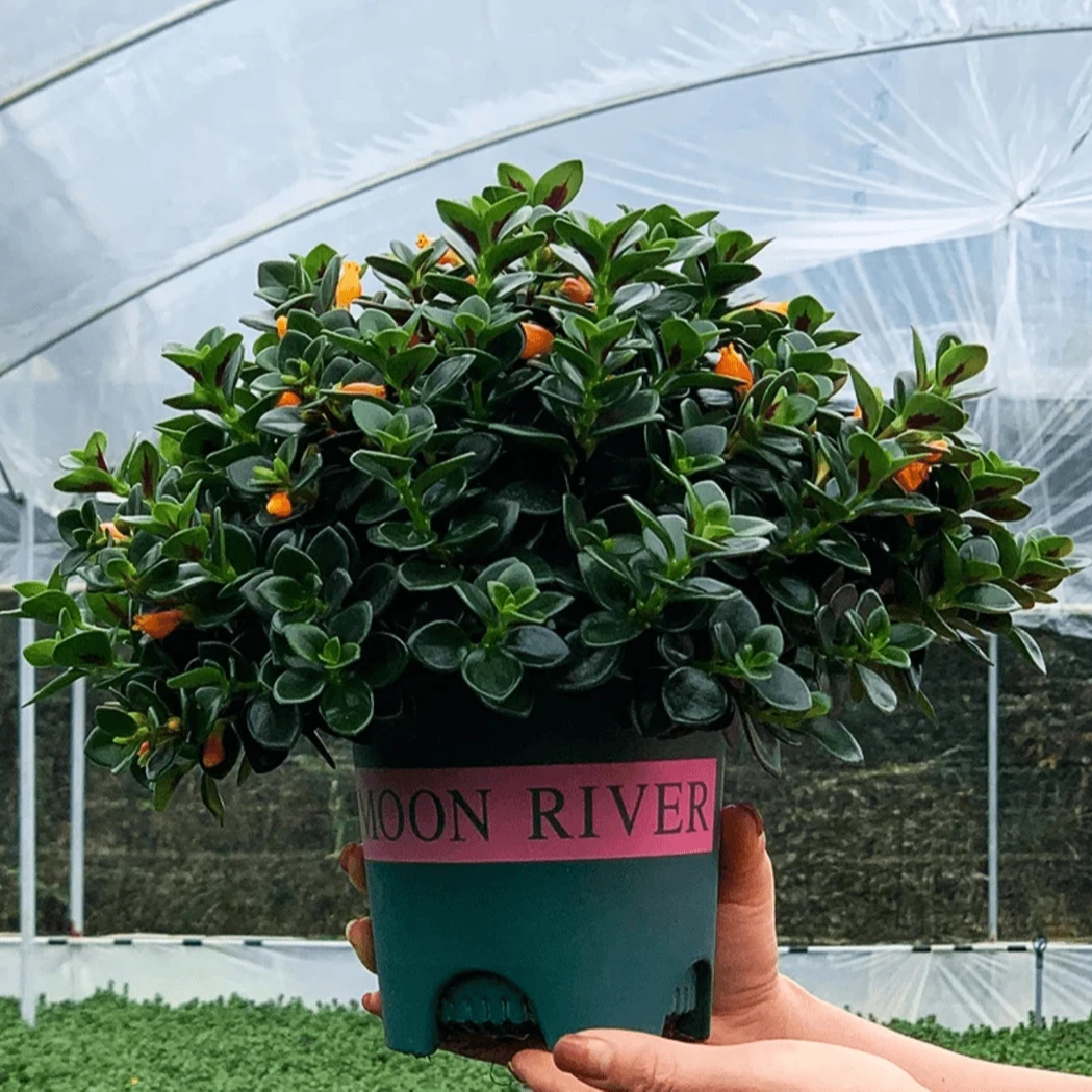 金鱼吊兰年年有余正常庭院生长绿植花卉好养易活常青养护简单遮阴