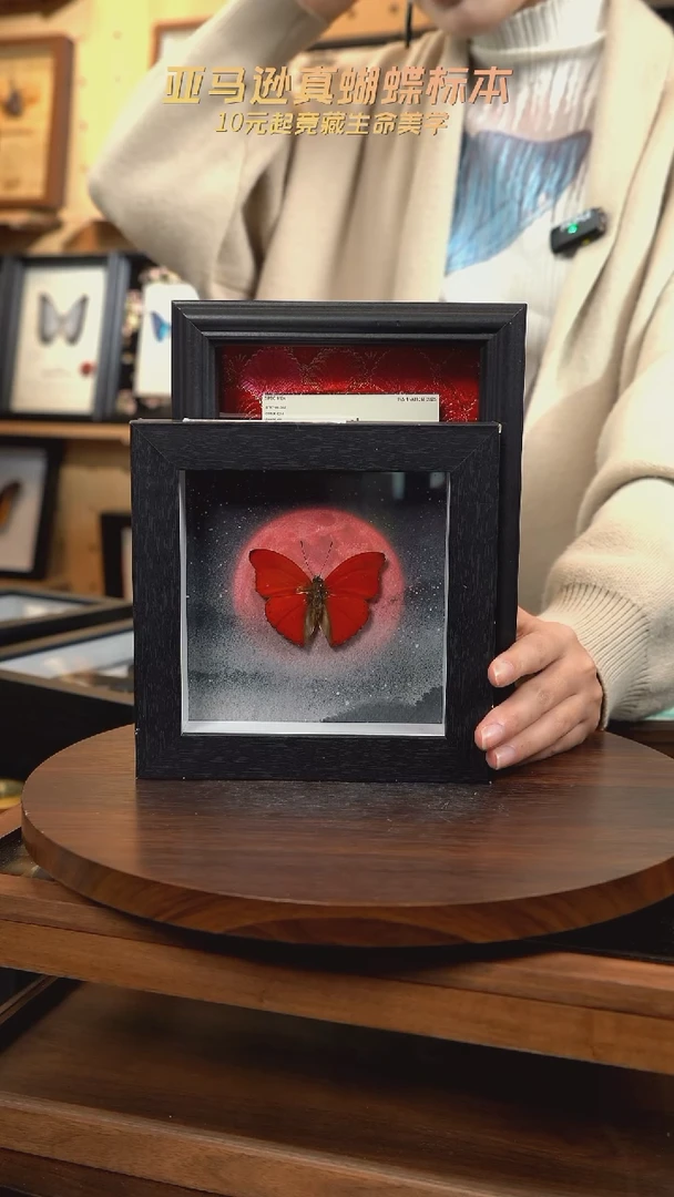 血漪蛱蝶6寸黑色方框红日款