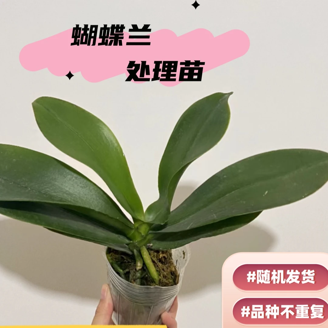 蝴蝶兰处理苗 瑕疵稍大 随机发货(不指定大小，品种)【不售后！】