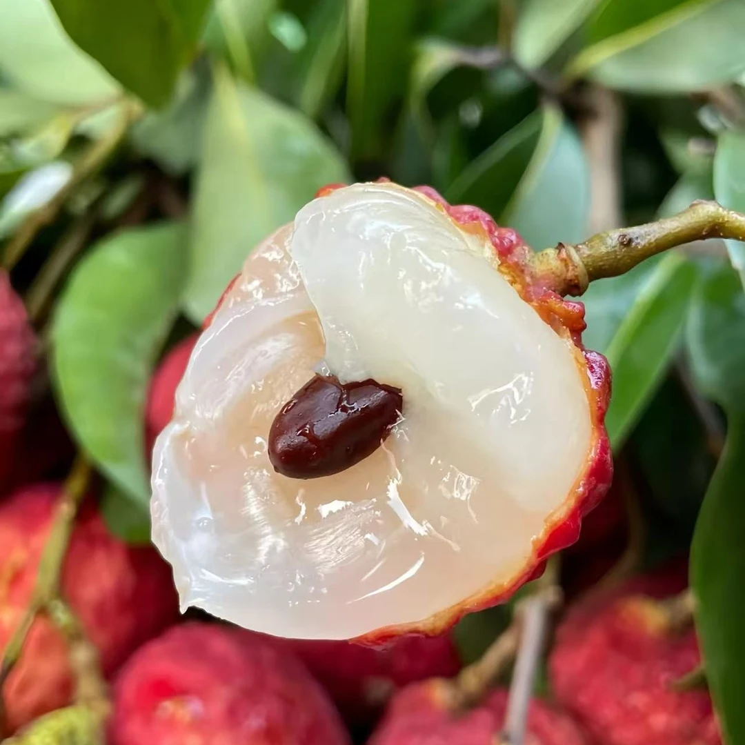 桂味荔枝一斤装海南省