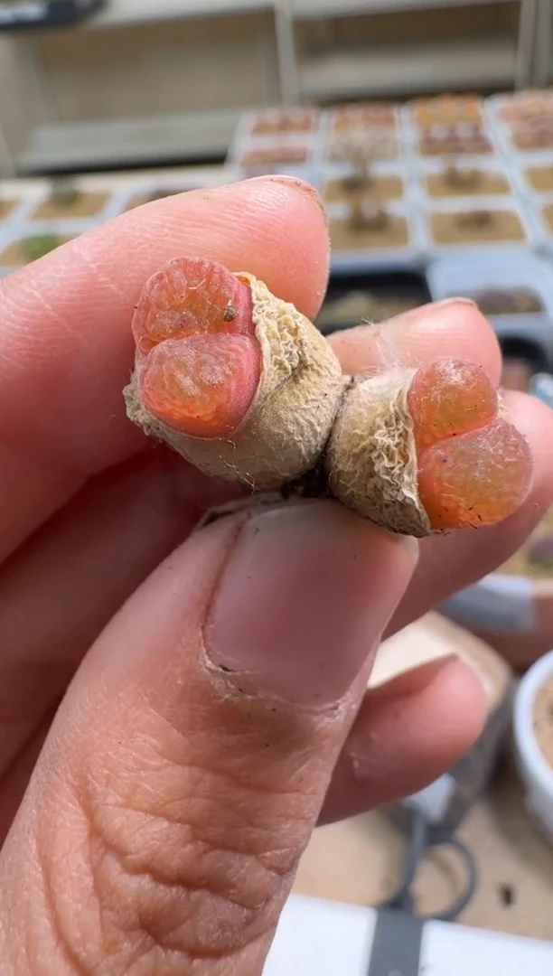 美丽的肉石头10-398瓷娃娃