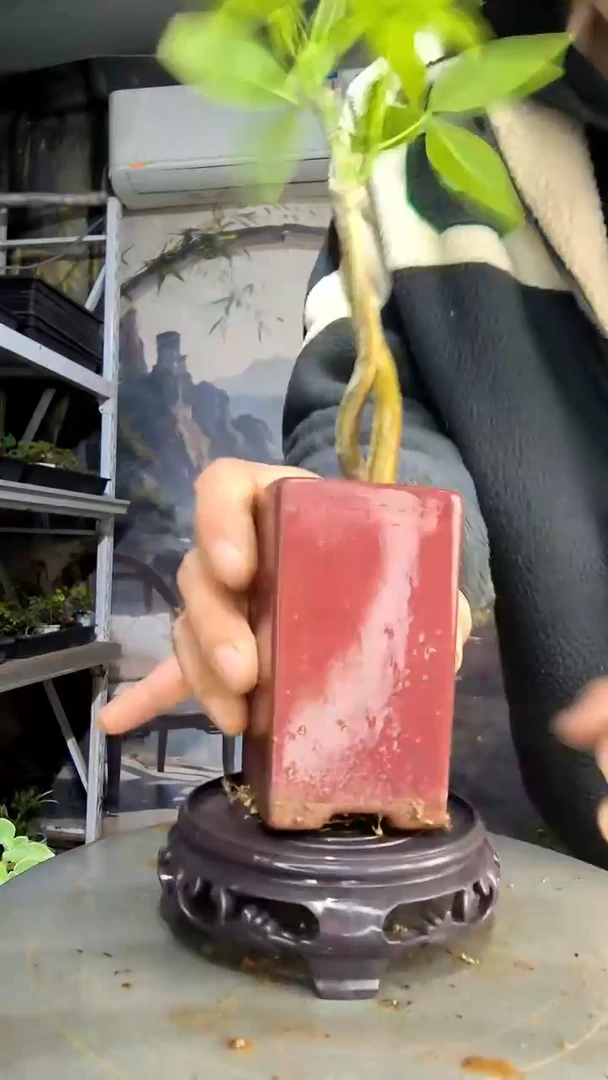 李****）中青园艺一物一拍69