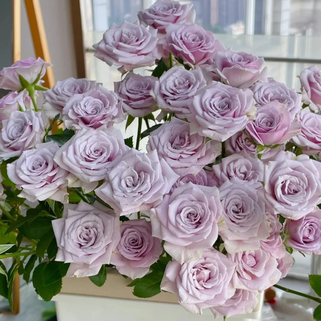 【银影玫瑰】云南斗南基地现采现发品质银影多头玫瑰花