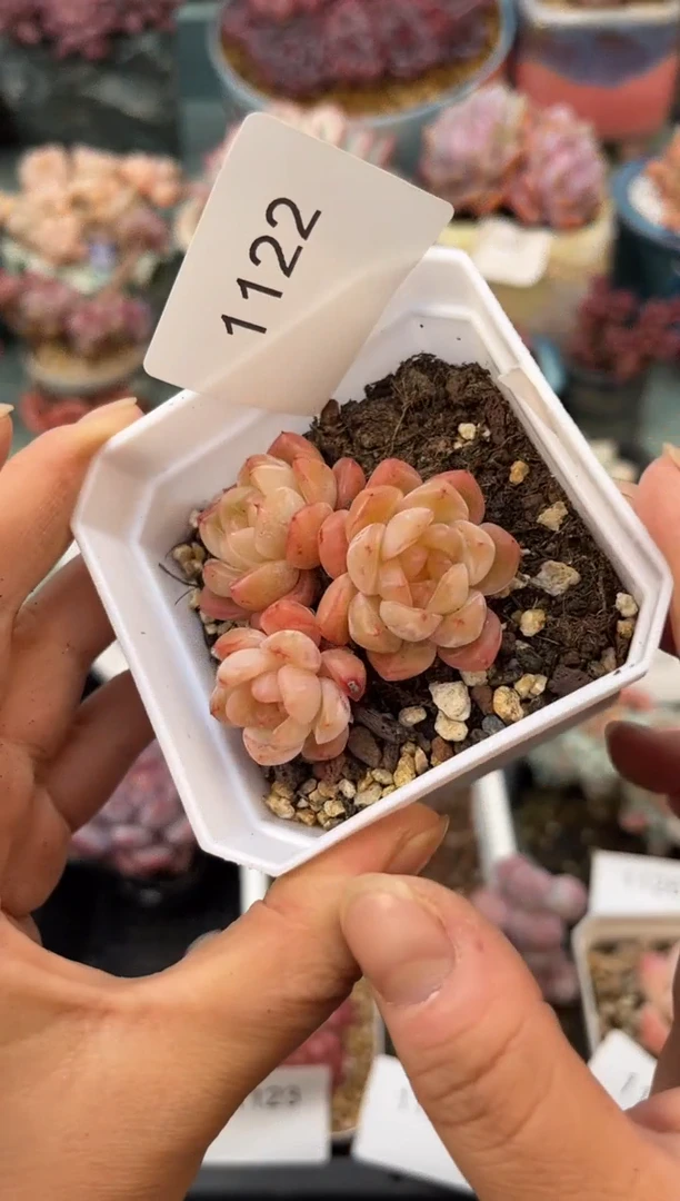 1122群生个体多肉