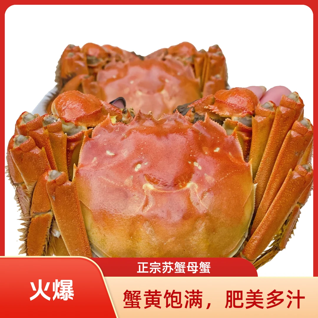 【送人有面子活蟹】江苏大闸蟹母蟹3两8只顺丰明天到